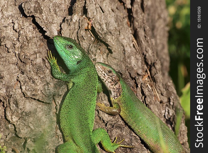 A pair of European Green Lizards in a park in Bucharest. Photo taken in May 2010. A pair of European Green Lizards in a park in Bucharest. Photo taken in May 2010