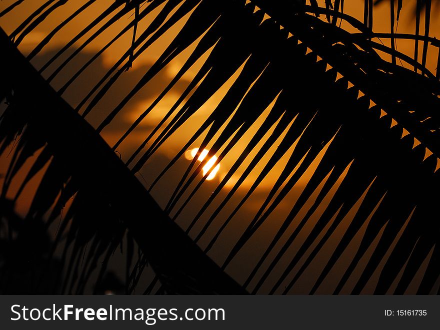 Sunset seen trough the palm leaves. Sunset seen trough the palm leaves