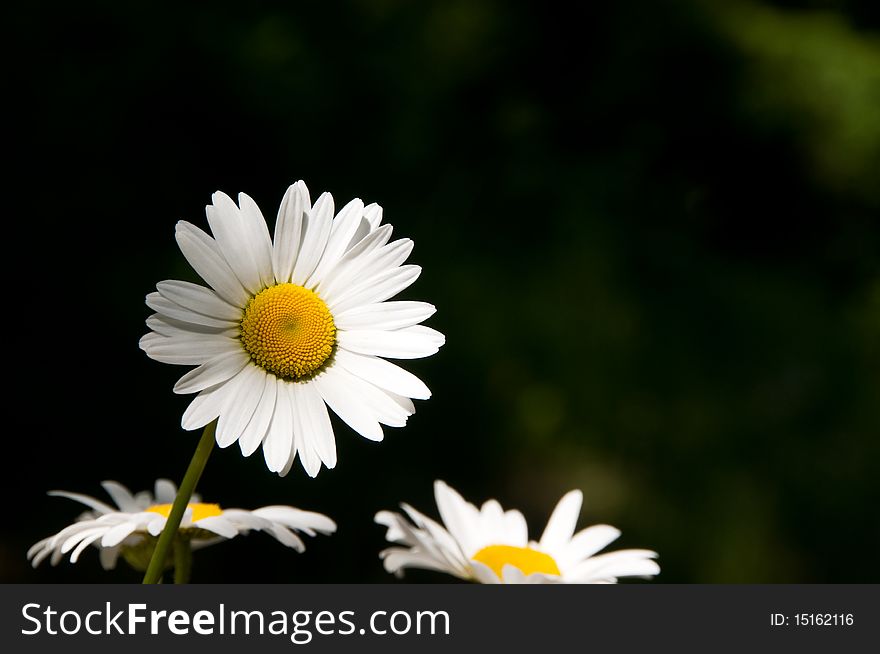 Daisy flowers in the garden