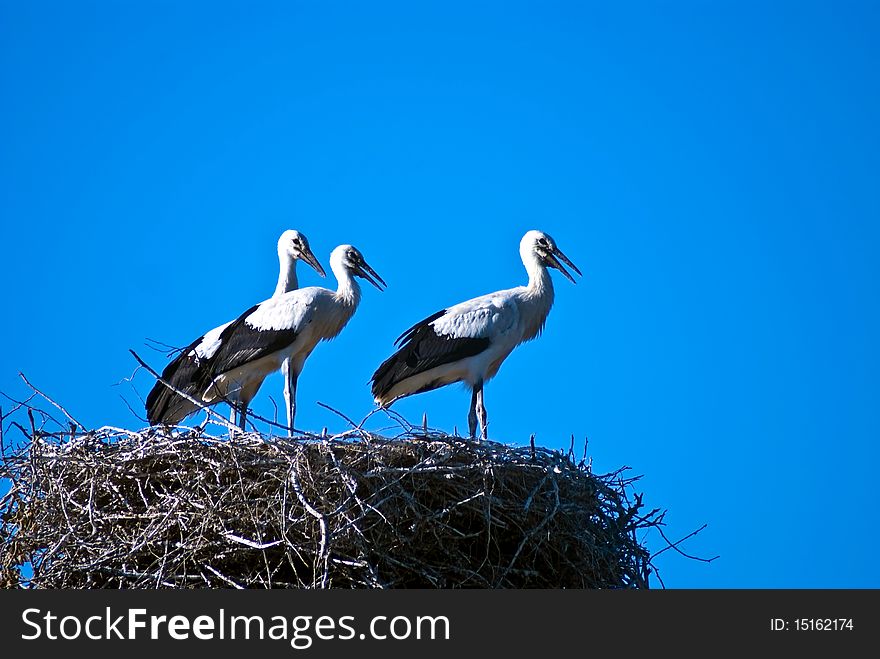 Three storks in the nest