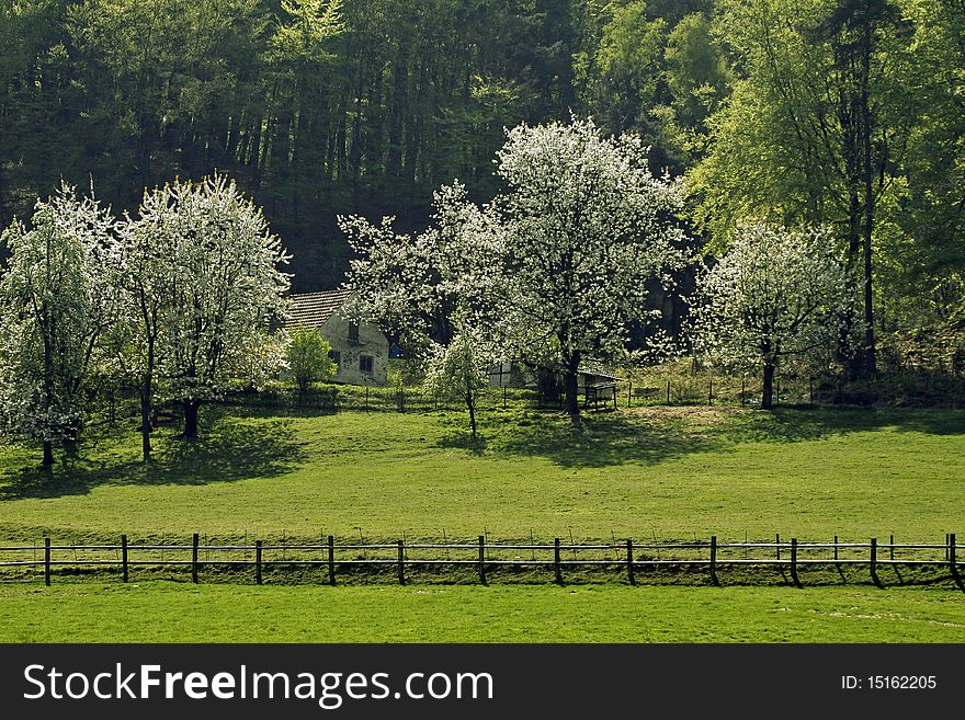 Cherry trees in spring, Hagen, Lower Saxony, Germany, Europe