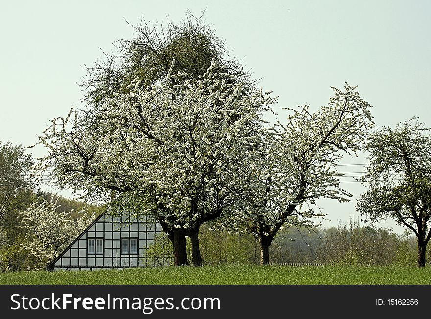 Half-timbered House With Cherry Blossom