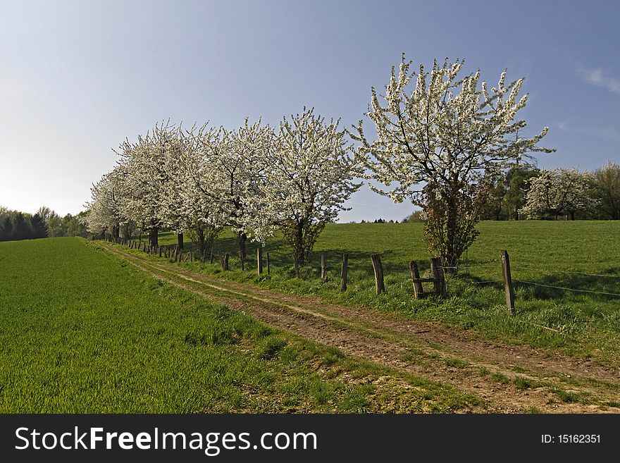 Footpath with cherry trees in Hagen, Germany