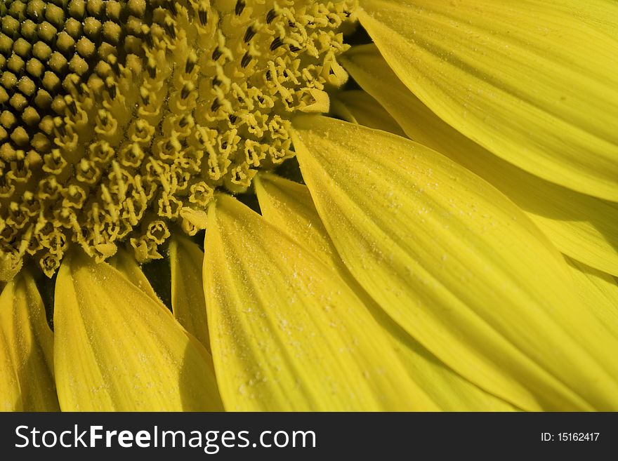 Sunflower blossom with great appearance