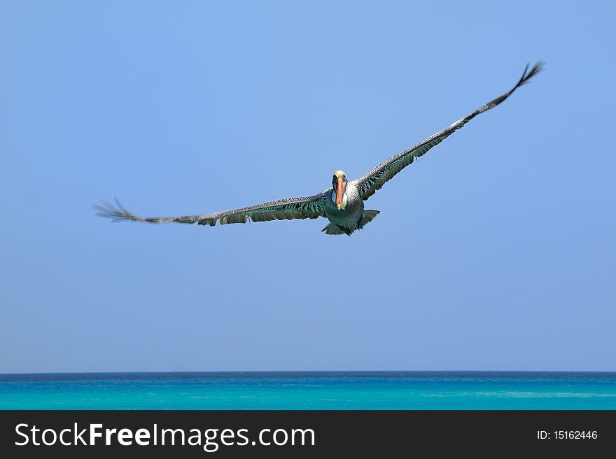 Flying pelican on the blue sky over sea