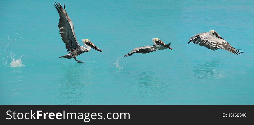 Pelican is soaring in the air from the sea. Pelican is soaring in the air from the sea