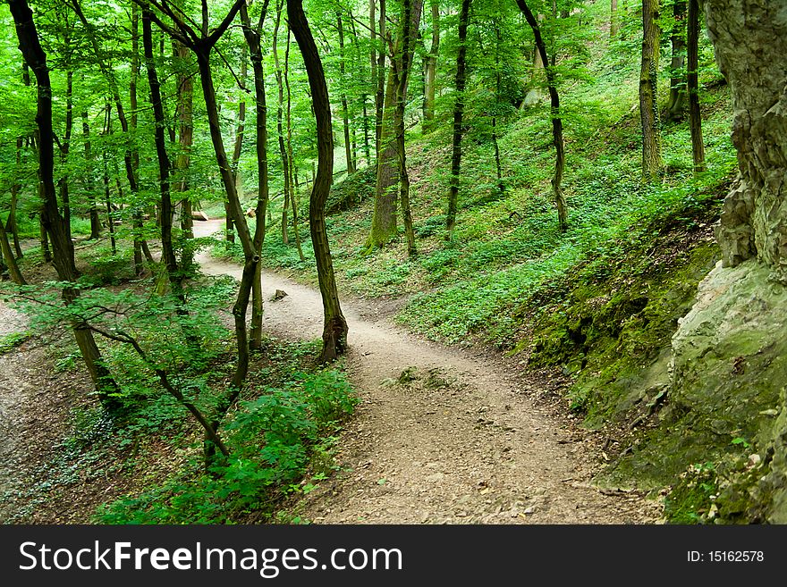 Small path in a green forest in spring. Small path in a green forest in spring
