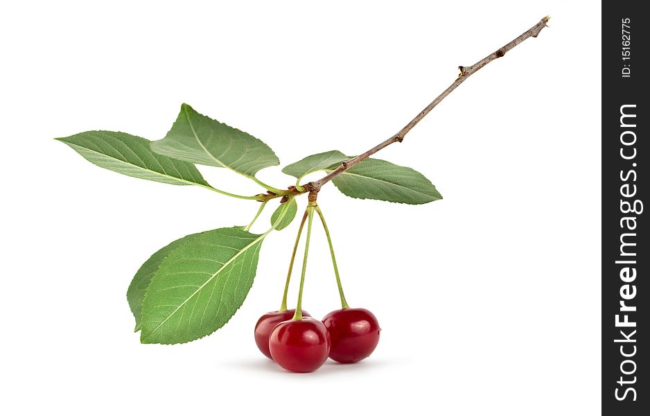 Three ripe cherries isolated on white background. Three ripe cherries isolated on white background