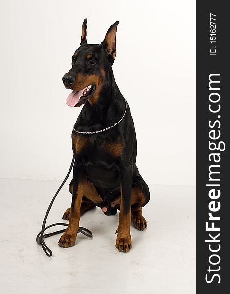 Black and brown doberman on white background