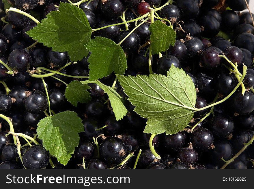 Ripe small fruit of a black currant with green leaves