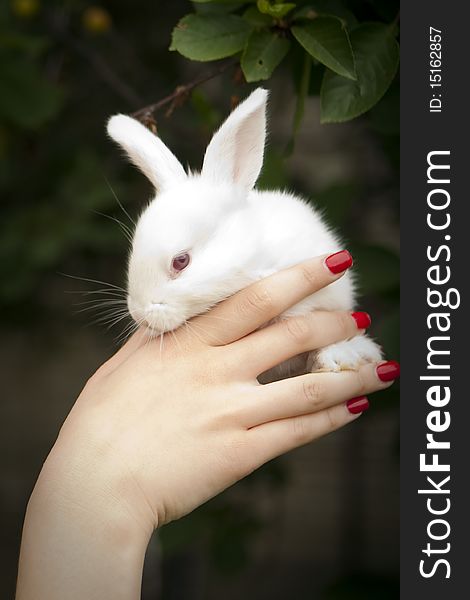 White Rabbit in a female hand