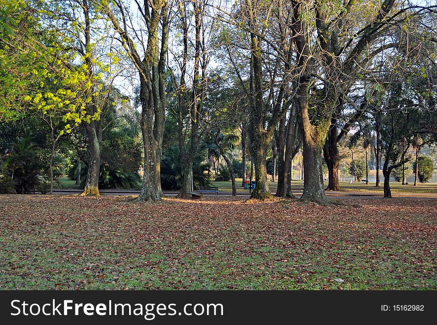 Trees In The Park