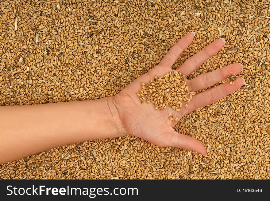 A handful of grains in the woman's hand. A handful of grains in the woman's hand
