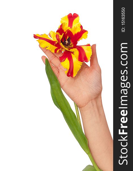 Woman holding colored tulip in the hand