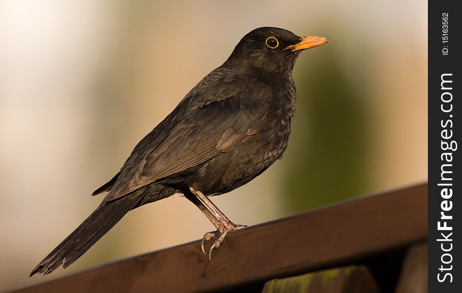 Blackbird sitting on a fence