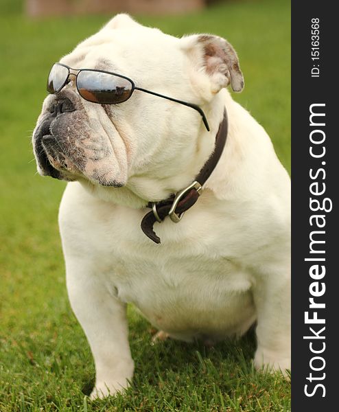 Profile view of an English Bulldog with Sunglasses. Profile view of an English Bulldog with Sunglasses