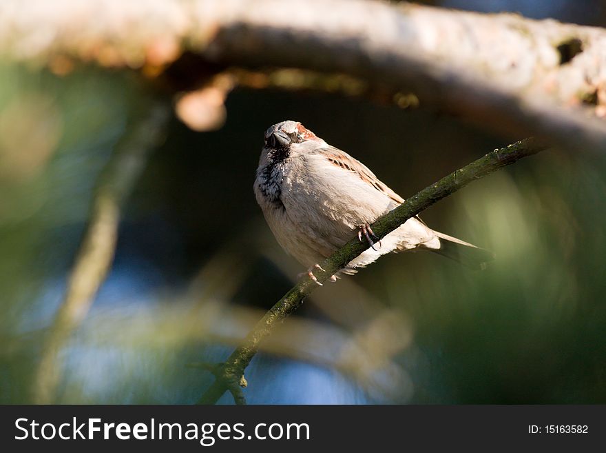Photo of a garden sparrow on the tree