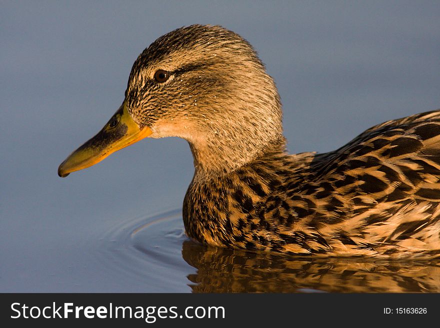 Duck in water of lake