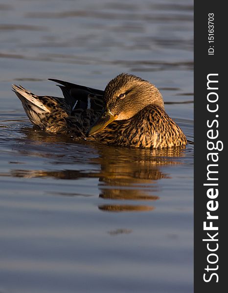 Duck in water of lake