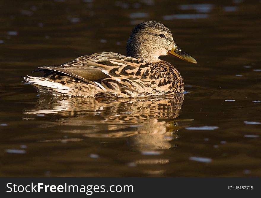 Duck in water of lake