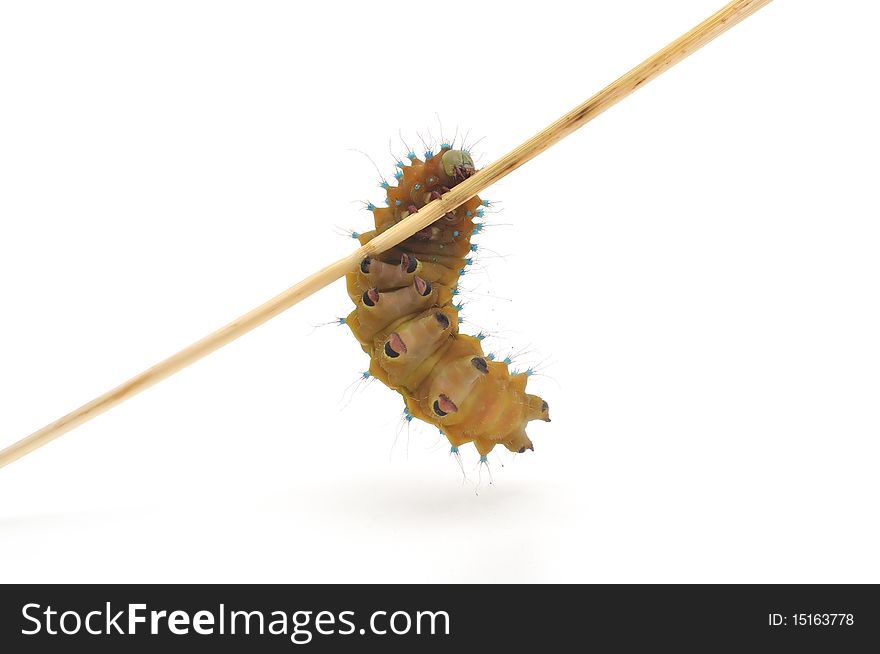 Brown caterpillar on white background. Brown caterpillar on white background