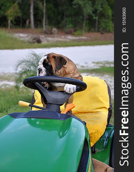 English Bulldog puppy playing on a tractor. English Bulldog puppy playing on a tractor.