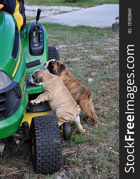 English Bulldog puppies playing on a tractor. English Bulldog puppies playing on a tractor