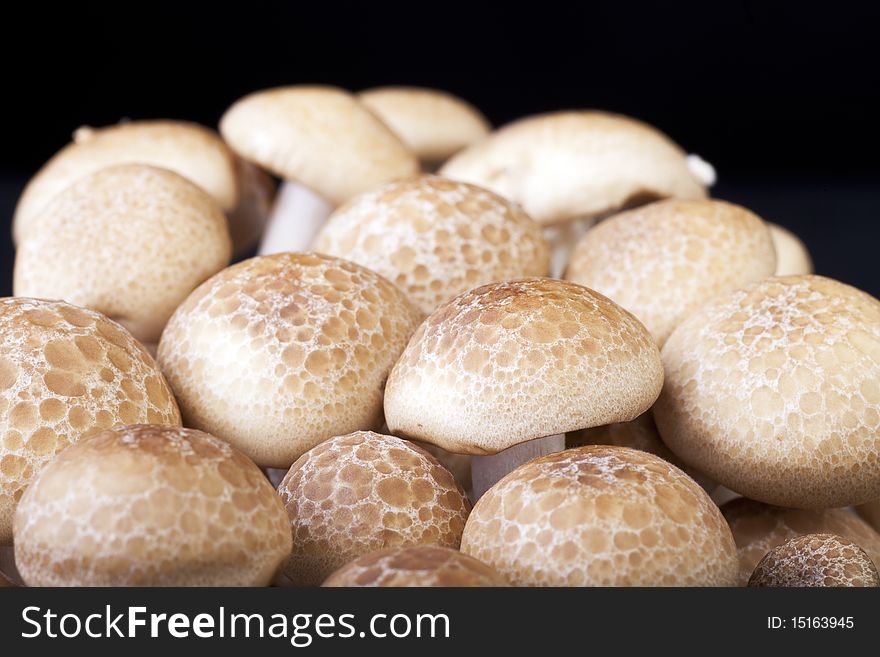 Closeup of brown beech mushrooms with solid black background.