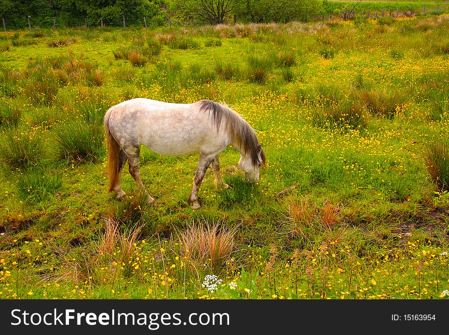 A horse in the meadow, Scotland