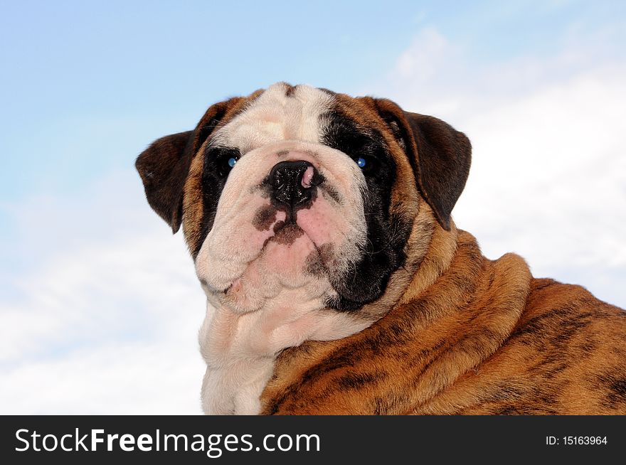 English Bulldog puppy in the summer sky. English Bulldog puppy in the summer sky.