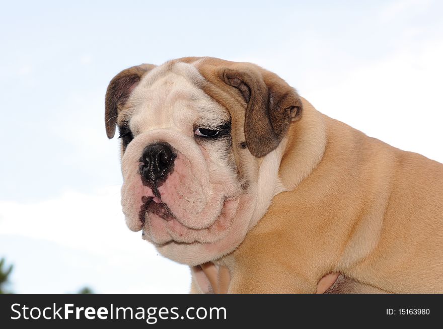 English Bulldog puppy in the summer sky. English Bulldog puppy in the summer sky.