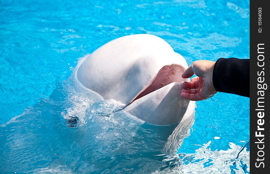 A friendly beluga whale being pet in an aquarium