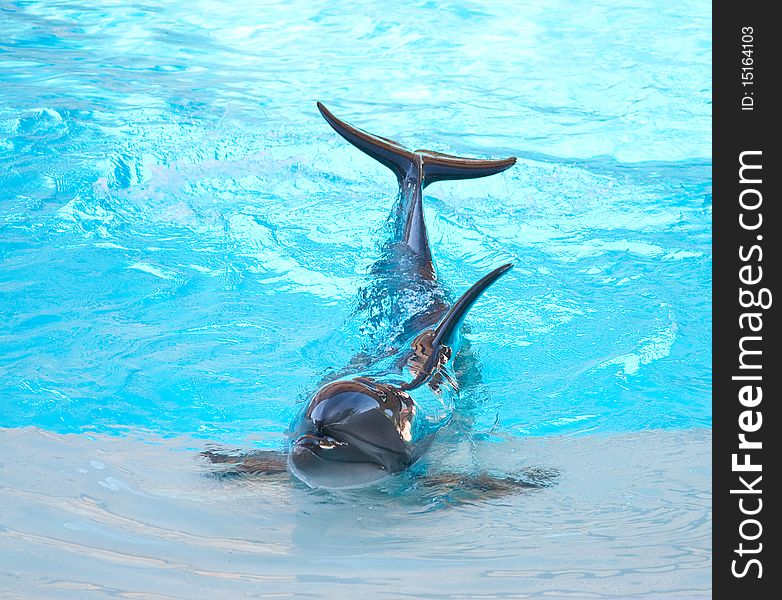 A friendly dolphin putting on a show. A friendly dolphin putting on a show