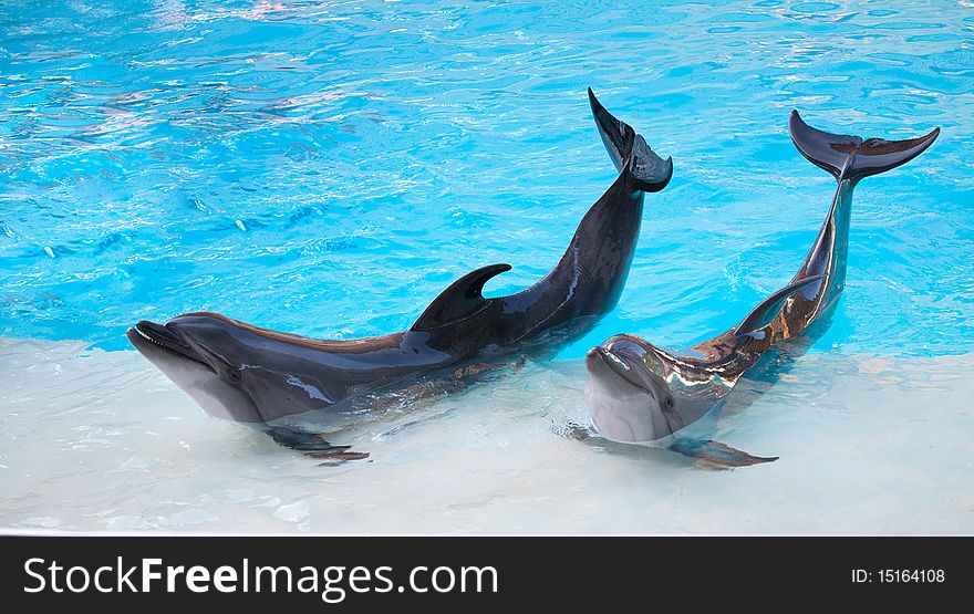 A couple of friendly dolphins putting on a show. A couple of friendly dolphins putting on a show