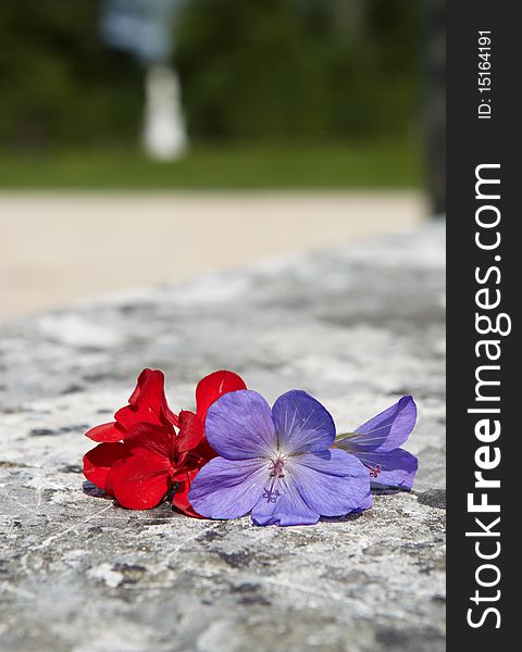 Macro picture od red and violet flower over granite bench. Macro picture od red and violet flower over granite bench