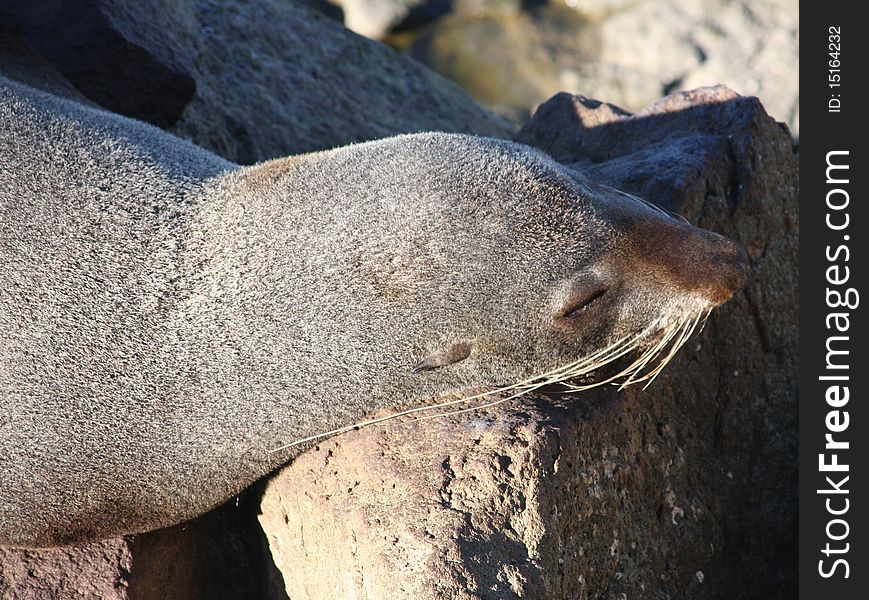 Sleepy New Zealand Fur Seal.