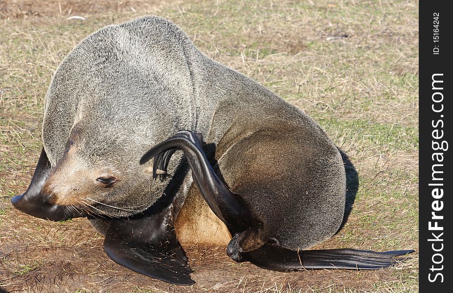 This sleepy New Zealand Fur Seal has an itch that just has to be scratched. This sleepy New Zealand Fur Seal has an itch that just has to be scratched.