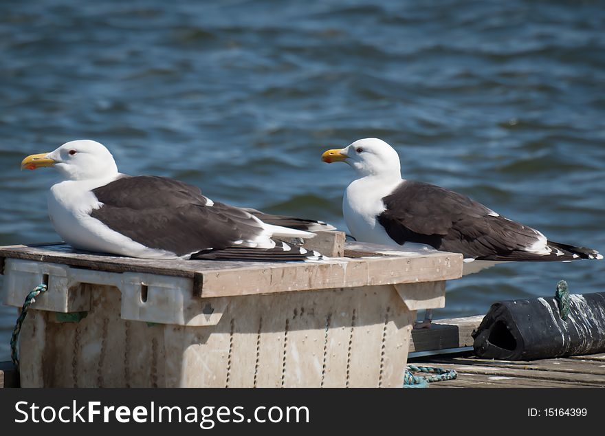 Two seagulls sitting on a pier looking in the same direction. Two seagulls sitting on a pier looking in the same direction.