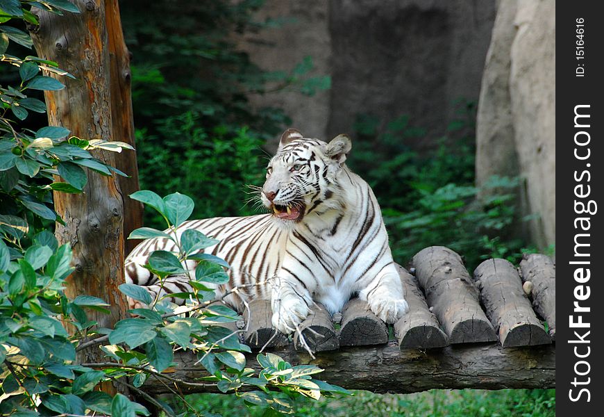 Bengal white Tiger 5