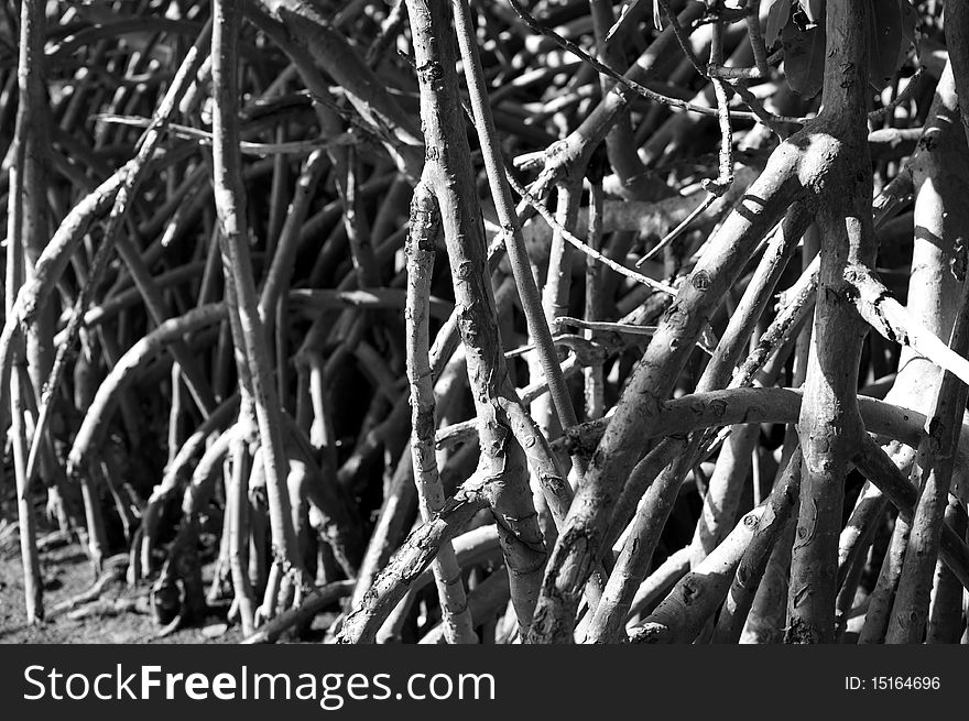 Black and white of mangrove swamp
