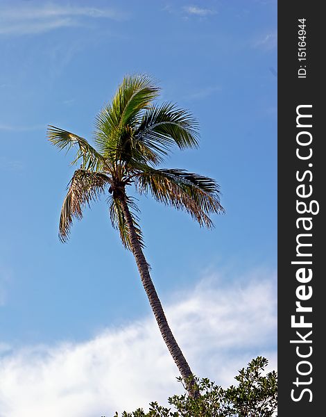 Palm Tree cloudy blue sky Sanibel Florida