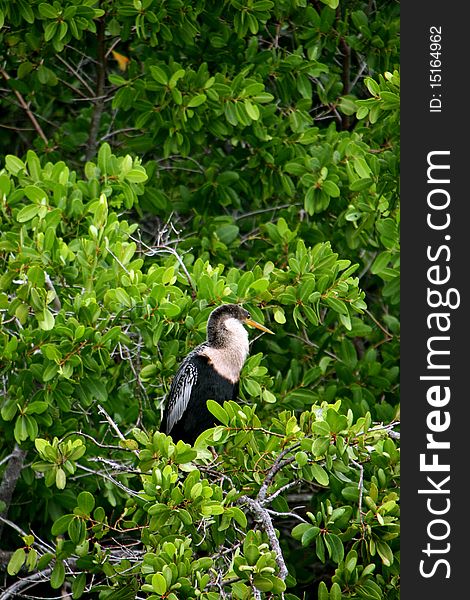 Anhinga Ding Darling Wildlife Refuge Sanibel Florida