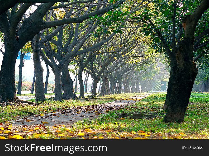 Tree-lined road, Photo taken on: February, 2010 in Shenzhen,China. Tree-lined road, Photo taken on: February, 2010 in Shenzhen,China.