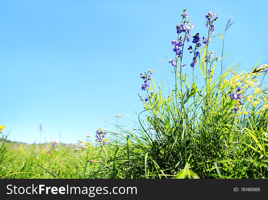 Outdoor Wild Grass