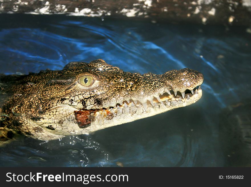 Crocodile eating an insect in the zoo.