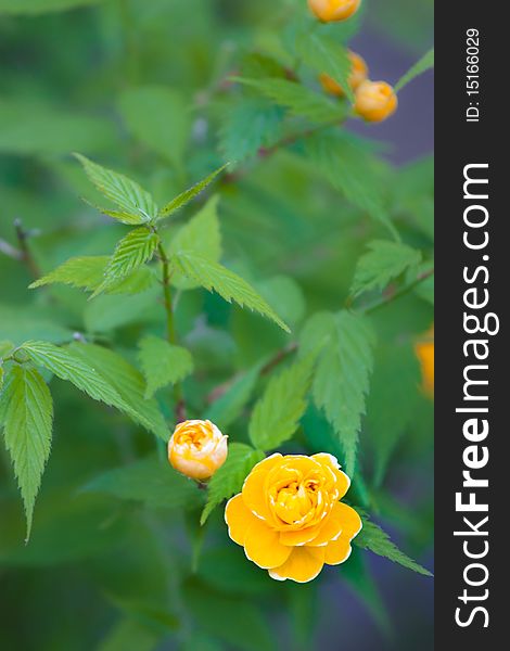 Small yellow roses on a background of green leaves. Small yellow roses on a background of green leaves