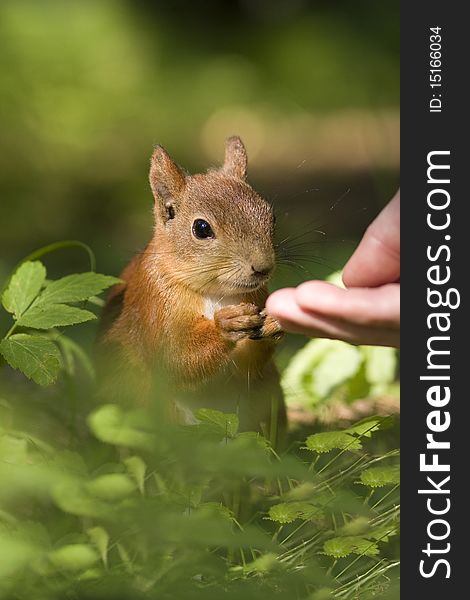 Person feed squirrel