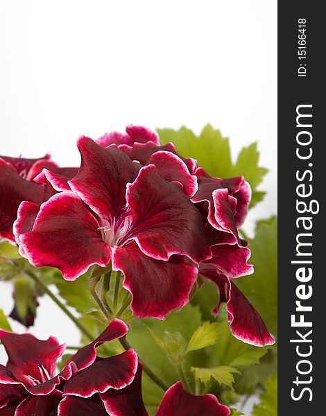 Blossoming geranium, macro on white