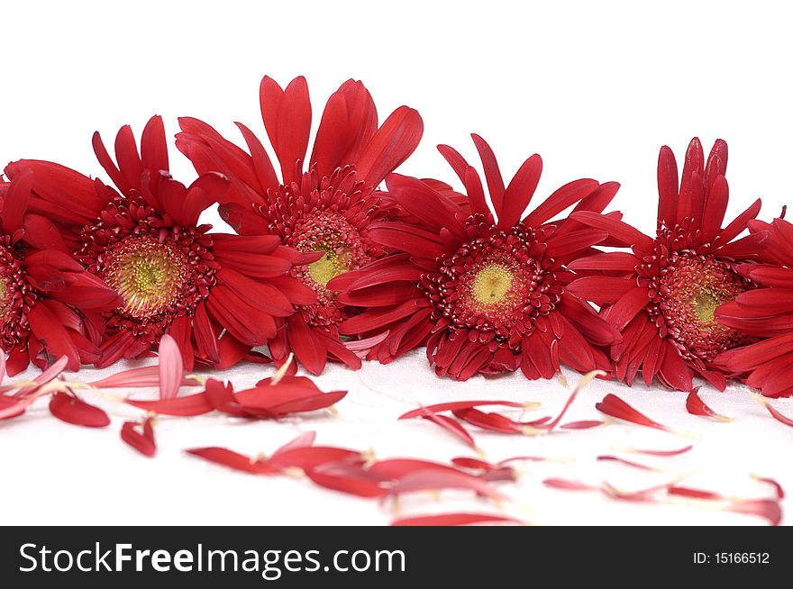 Bouquet of red flower with petals