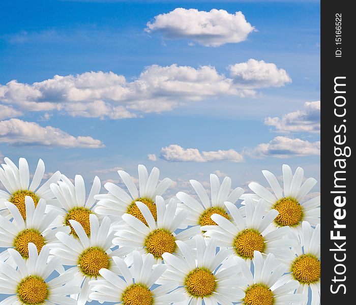 White daisies on a background of cloudy sky